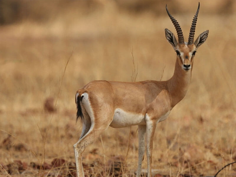 Desert National Park Jaisalmer